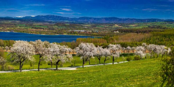 Der Berzdorfer See umrahmt von Kirschallee und Riesengebirge