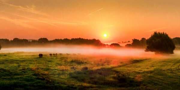 Pferde am Neißeufer im leuchtenden Morgennebel
